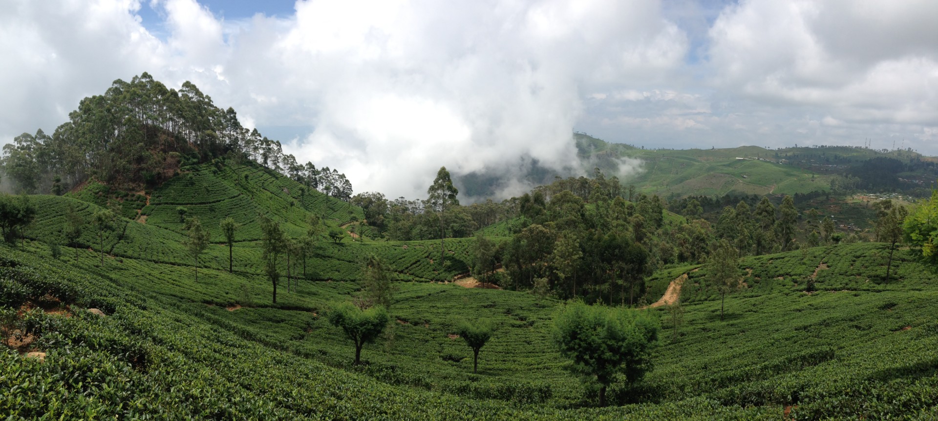 Tea,Plantation,Around,Bandarawela,Sri,Lanka