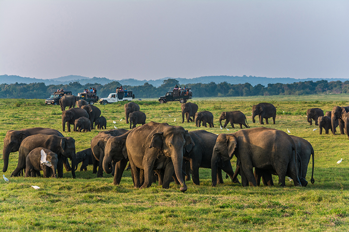 Wild elephants at Kawudulla national park at Polonnaruwa, Sri Lanka