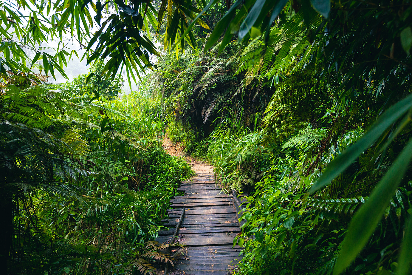 Sri Lanka Rainforest. Path in the jungle. Sinharaja Forest Reserve, Sri Lanka.