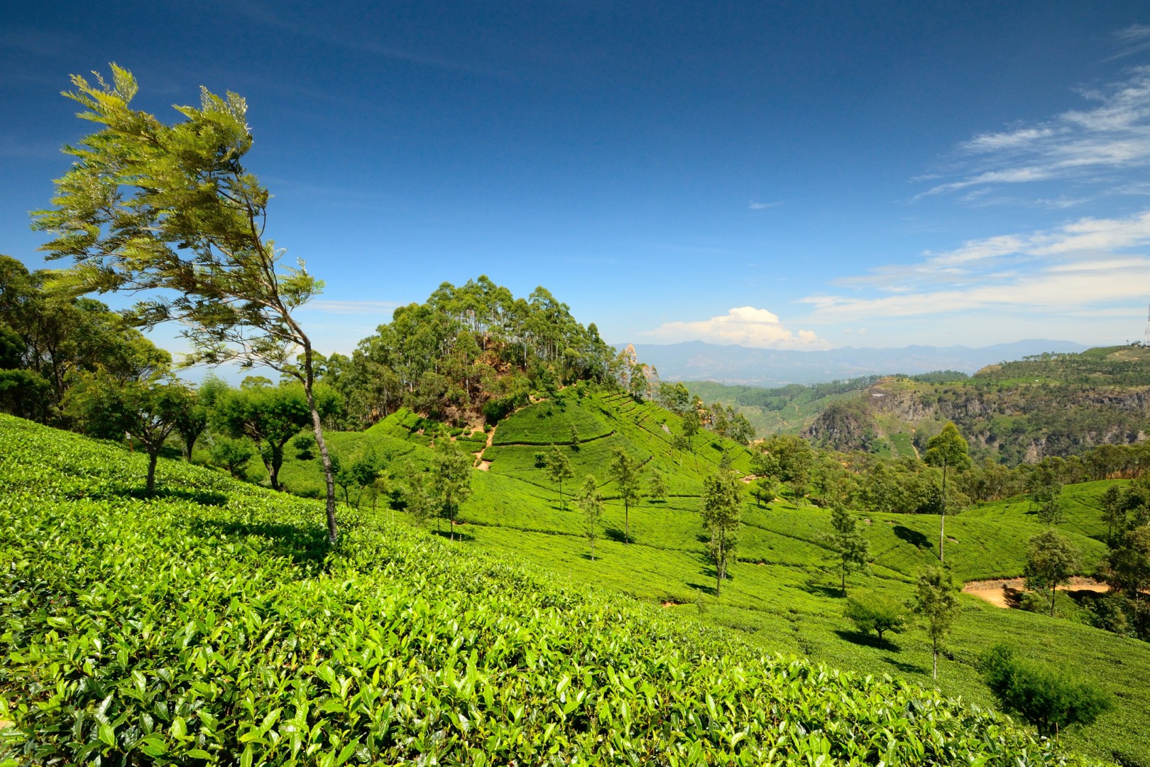 A,Tree,Deformed,By,Wind,At,The,Border,Of,A