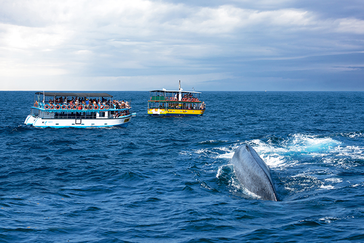 Mirissa, Sri Lanka - Feb 12, 2020: Tourist boats in ocean on whale safari.