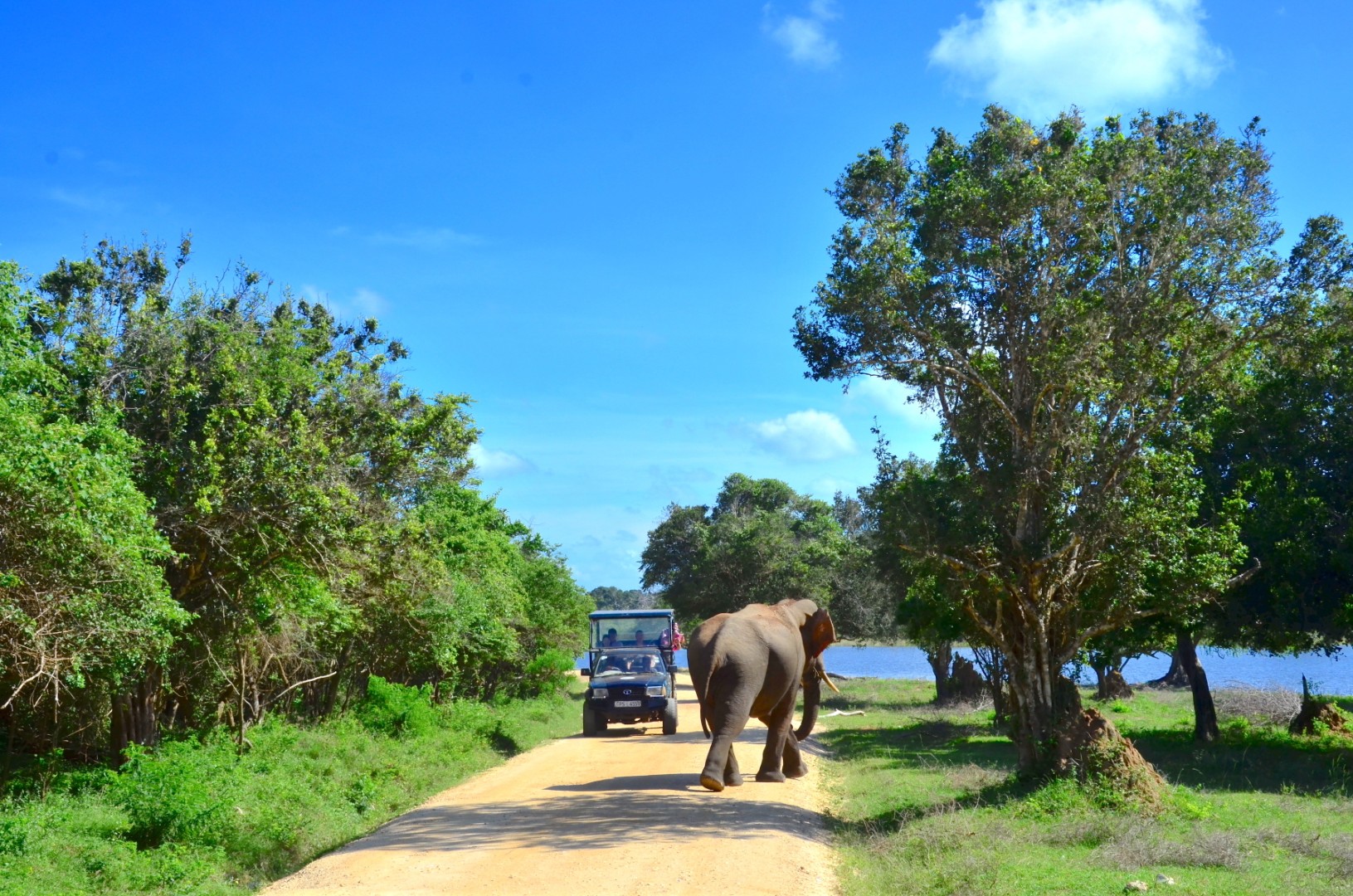 Yale,National,Park,Sri,Lanka-november,21,2015:,A,Jeep,Of