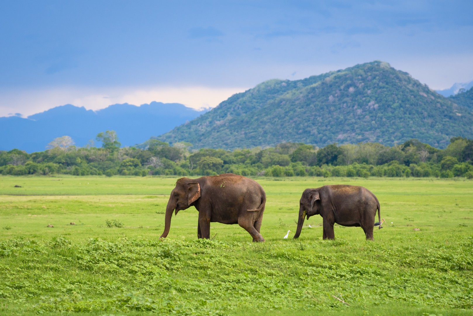 Elephants,In,Sri,Lanka